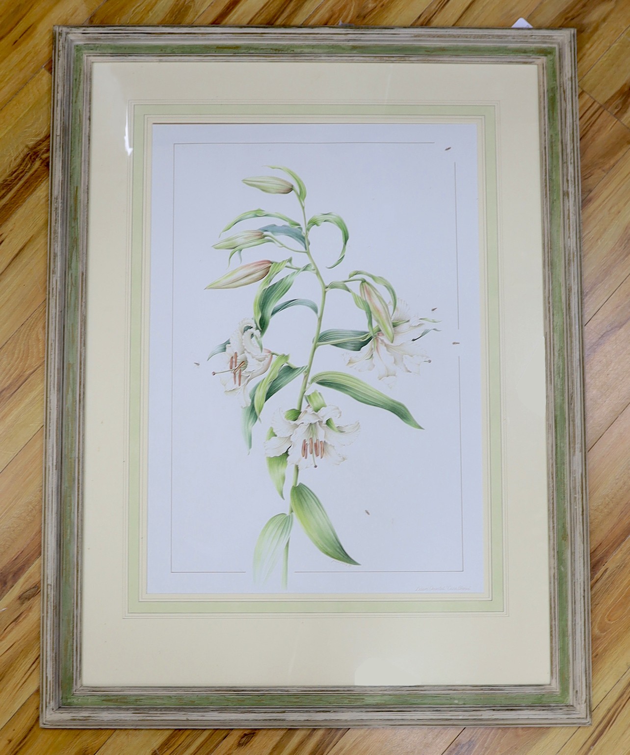Juliet Percy, watercolour, Lilium Oriental 'Casa Blanca', signed and dated '99, 89 x 62cm
